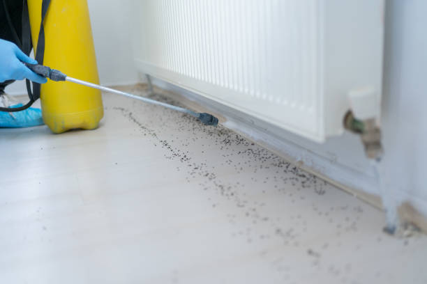 Best Termite Control Services  in Heritage Lake, IN